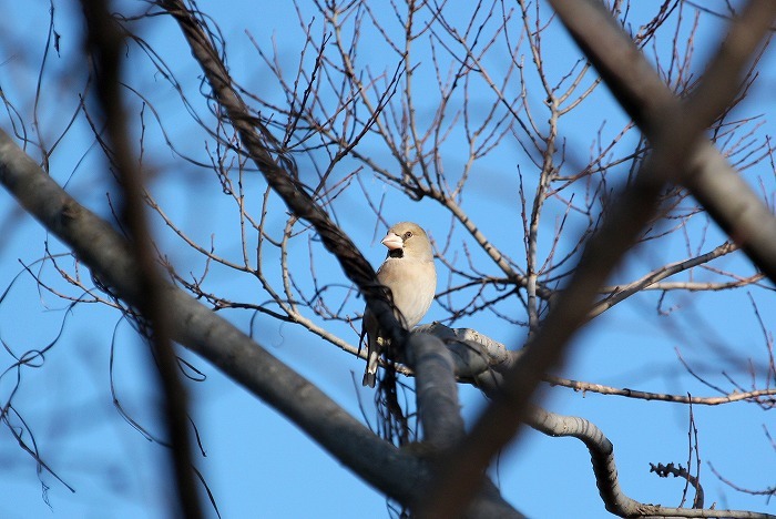 川には鳥が。_f0327034_20305180.jpg