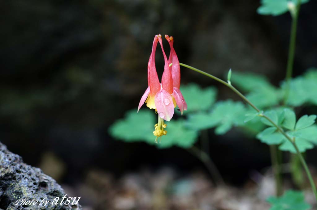 咲くやこの花館-1_d0250840_2250813.jpg