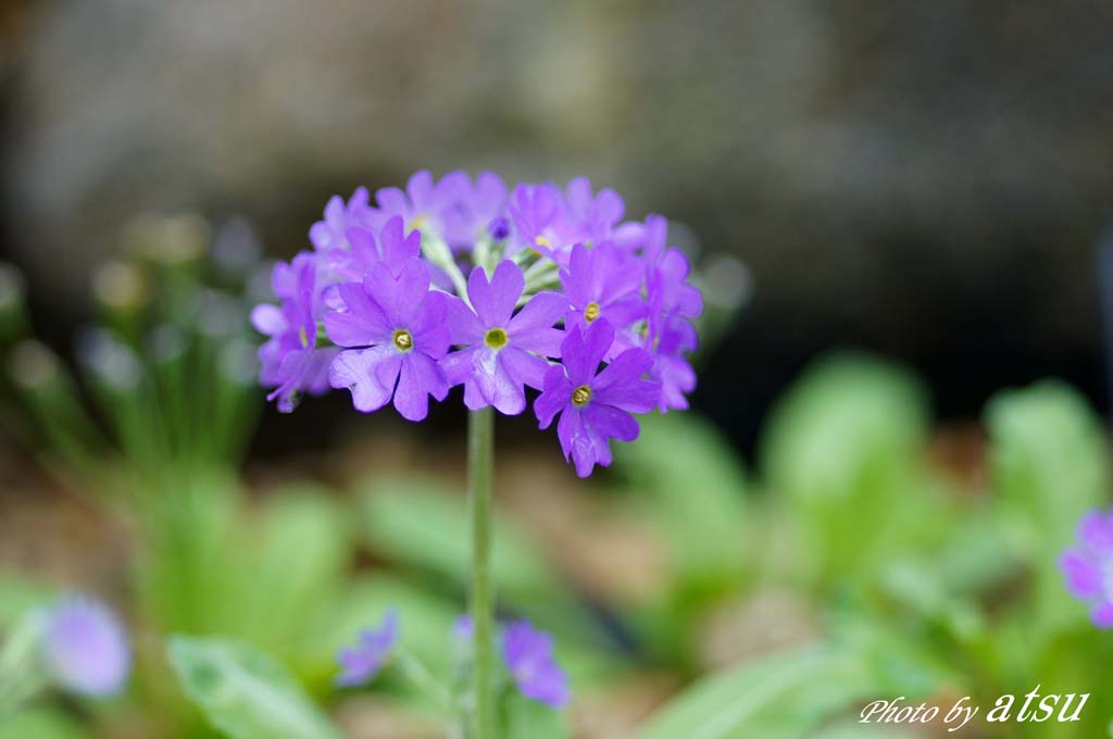 咲くやこの花館-1_d0250840_2252879.jpg