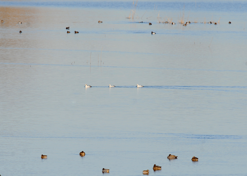 d0290240_19270199.gif