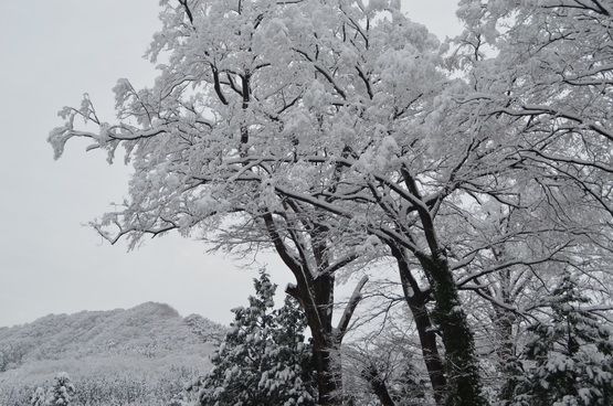 c0202242_8114716.jpg
