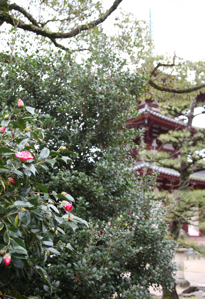 斑鳩町　法輪寺　三重塔　椿_c0108146_21413330.jpg