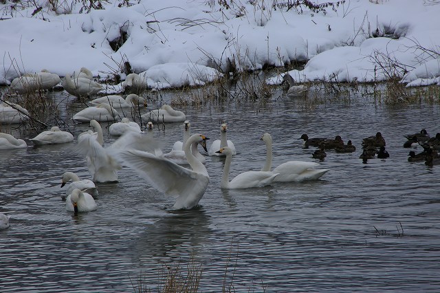 犀川の白鳥_f0288049_7543725.jpg