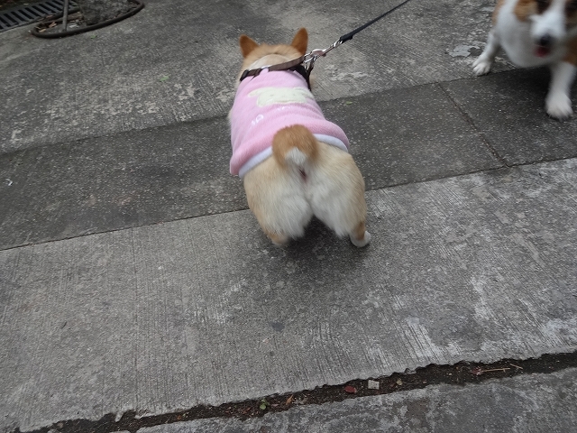 香港文化博物館への帰り道 _b0248150_09185181.jpg
