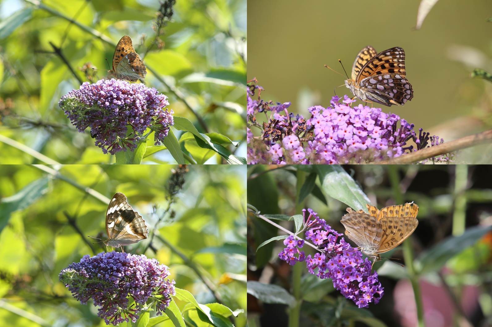 ブッドレア ブッドレヤ 蝶が好む花 11 15 Butterfly Dragonfly ブッドレア ブッドレヤ 蝶が好む花 11 15 Butterfly Dragonfly