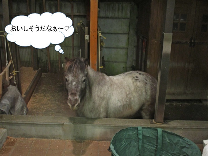 ペットの乗っていないペットカート_c0260460_07172997.jpg
