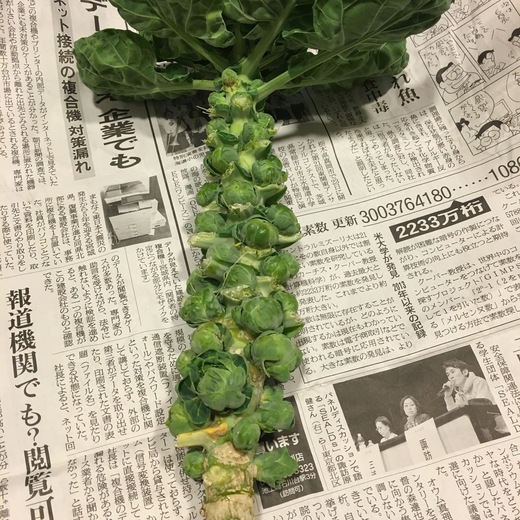 芽キャベツ_c0133561_8402654.jpg