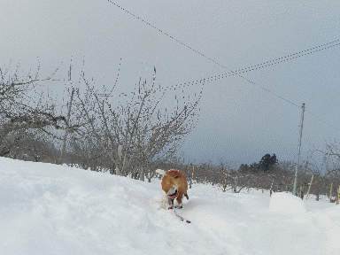 f0205887_18565261.gif