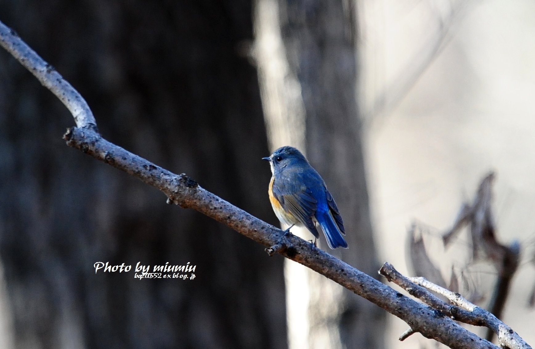幸せの青い鳥 瑠璃鶲_a0251090_13552268.jpg