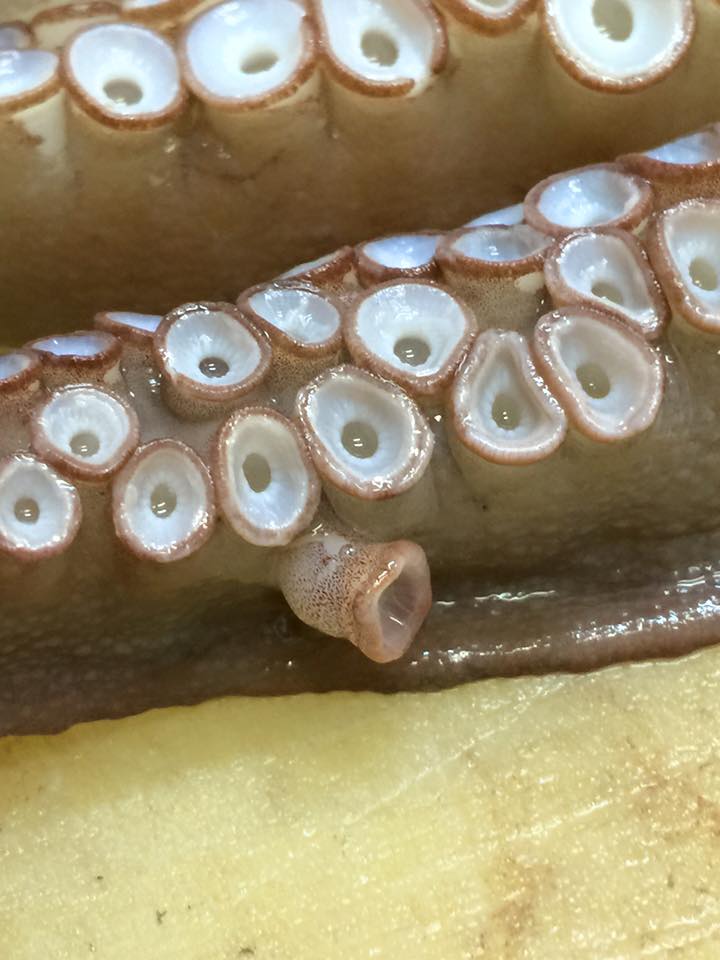 タコの吸盤が 魚と海が好き 美味しく食べよう 明石の魚 嵜 saki タコの吸盤が 魚と海が好き 美味しく食べよう 明石の魚 嵜 saki