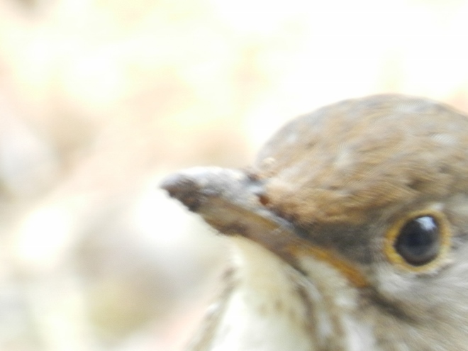 e0033301_18462045.jpg
