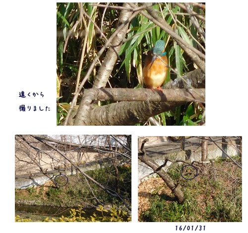 根川散歩 サッカー(ドーハ)_c0051105_2057583.jpg