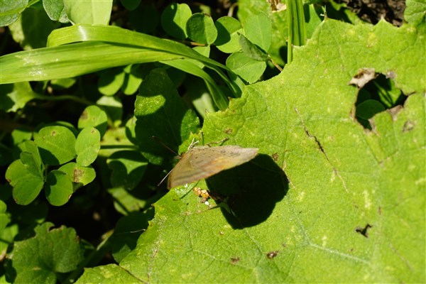 冬の生き物_d0272107_18475868.jpg