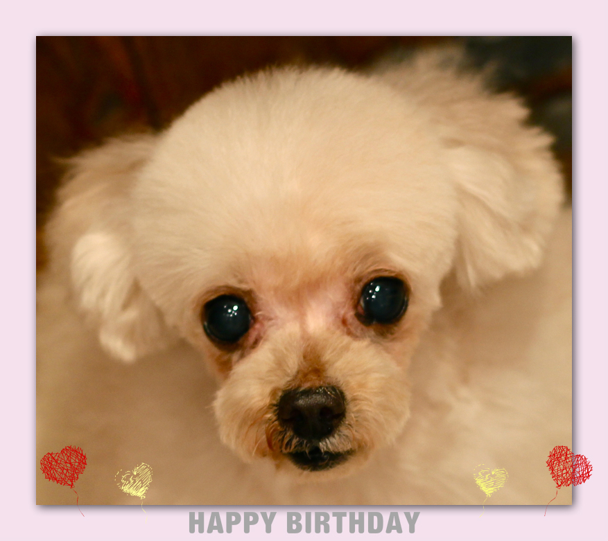 Happy Birthday♡ソフィちゃん_d0060413_10501972.jpg