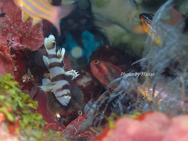 c0211615_837432.jpg