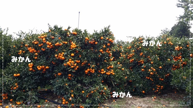 a0115924_03442545.jpg