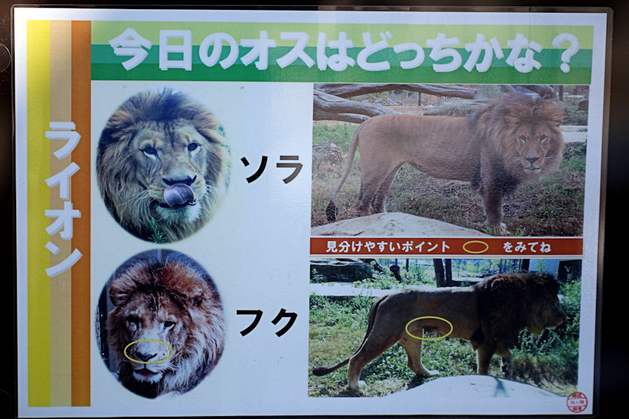 アフリカのサバンナのライオン_f0224624_522545.jpg