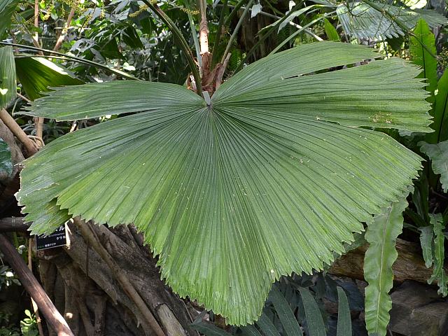 団扇椰子 ウチワヤシ 花の仲間調べ
