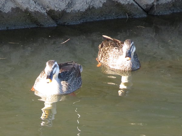 2016年2月3日　餌探しのカモの群れ　_b0341140_19404472.jpg