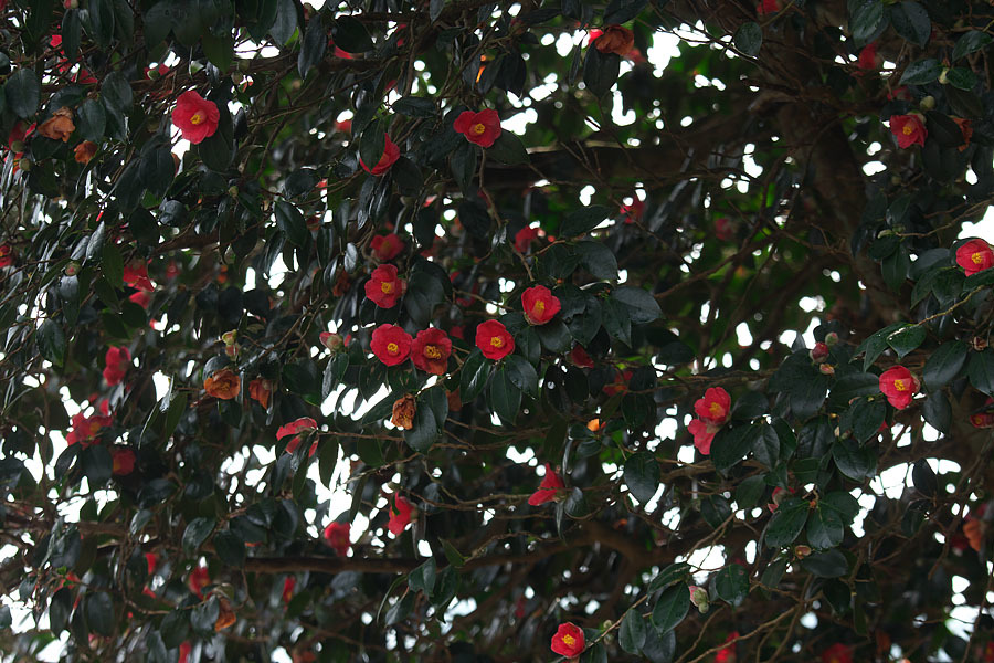 c0067040_22360555.jpg