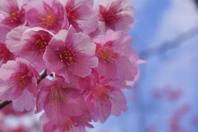 都内で桜満開～♪　荏原神社_b0122448_18243838.jpg