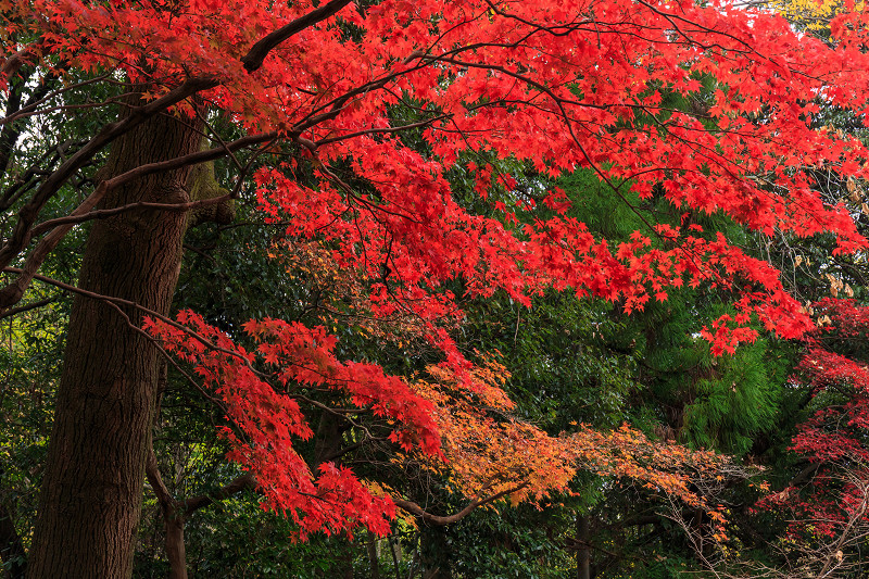 京都の紅葉2015・アサヒビール大山崎山荘美術館の日本庭園_f0155048_23301915.jpg