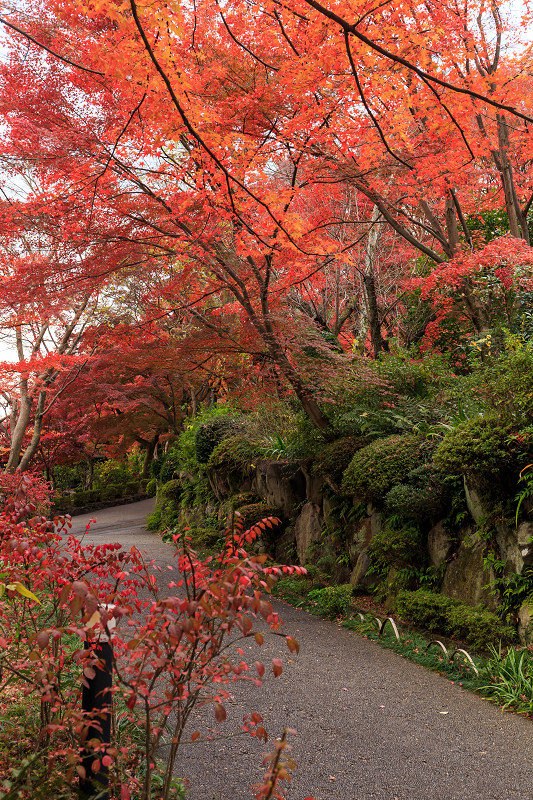 京都の紅葉2015・アサヒビール大山崎山荘美術館の日本庭園_f0155048_23303642.jpg