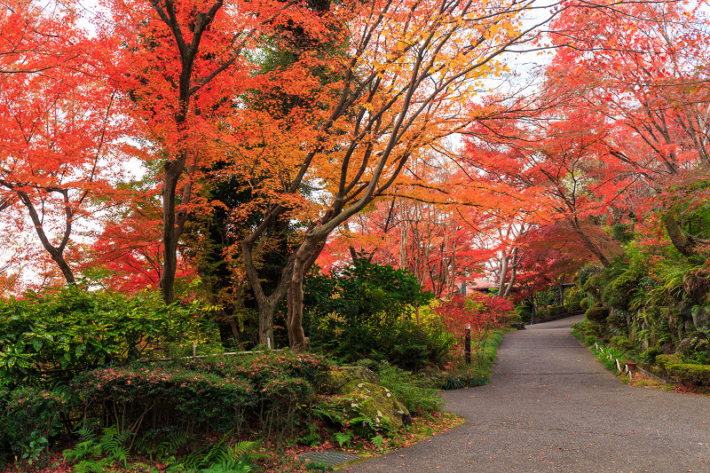 京都の紅葉2015・アサヒビール大山崎山荘美術館の日本庭園_f0155048_233042100.jpg