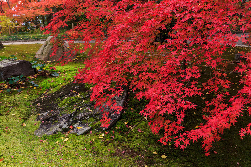 京都の紅葉2015・アサヒビール大山崎山荘美術館の日本庭園_f0155048_23313937.jpg