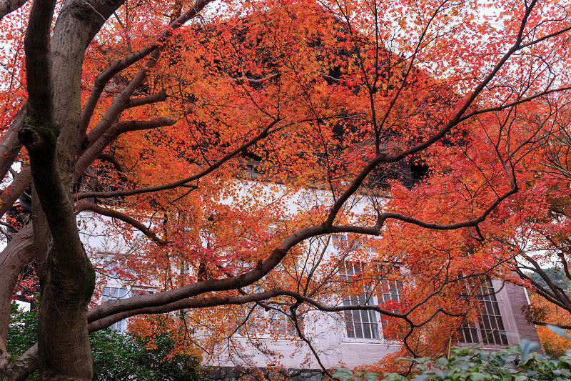 京都の紅葉2015・アサヒビール大山崎山荘美術館の日本庭園_f0155048_23333390.jpg