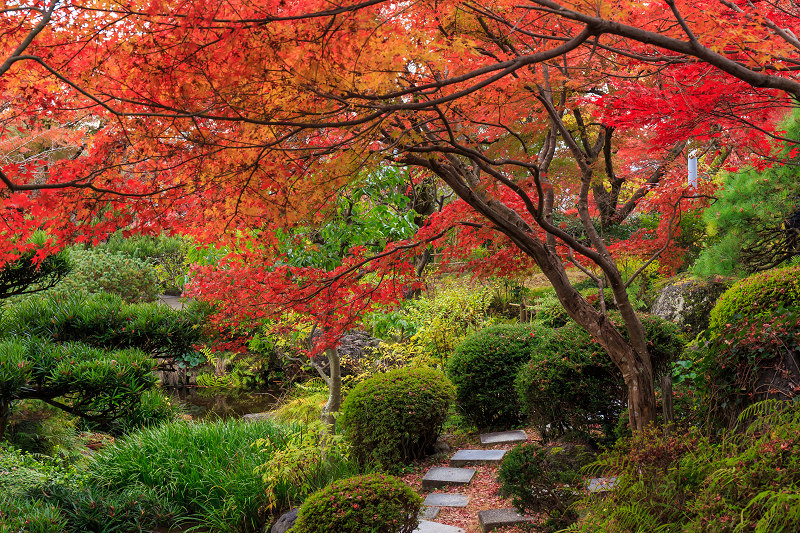 京都の紅葉2015・アサヒビール大山崎山荘美術館の日本庭園_f0155048_23334328.jpg