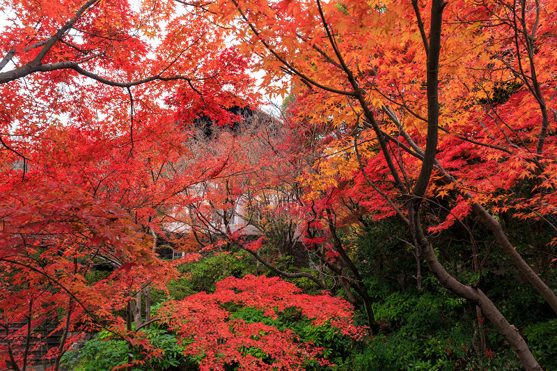 京都の紅葉2015・アサヒビール大山崎山荘美術館の日本庭園_f0155048_23344196.jpg