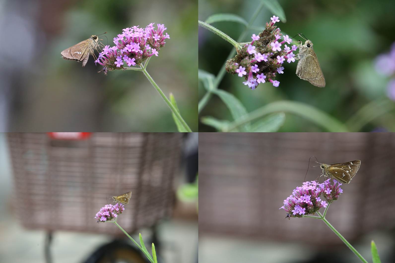 サンジャクバーベナ ヤナギハナガサ 蝶が好む花 11 15 Butterfly Dragonfly サンジャクバーベナ ヤナギハナガサ 蝶が好む花 11 15 Butterfly Dragonfly