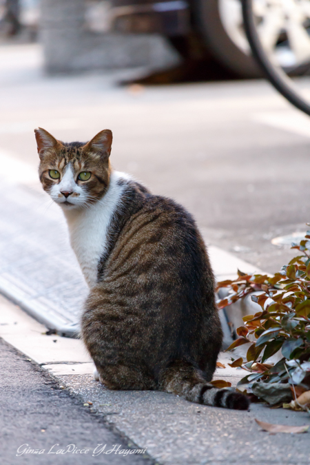 猫のいる風景　近所のキジトラ白ちゃん_b0133053_0321463.jpg