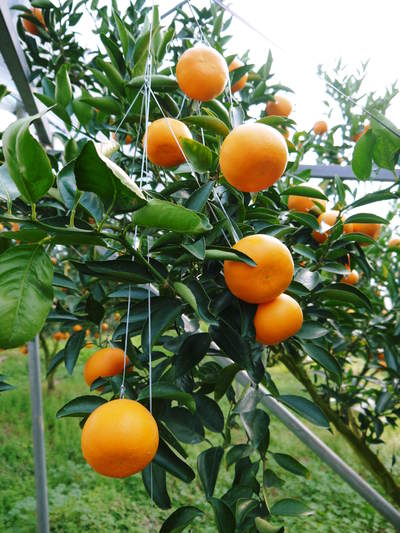 究極の柑橘「せとか」　究極を作る匠の技！「せとか」はこうして育てられました！_a0254656_17391136.jpg