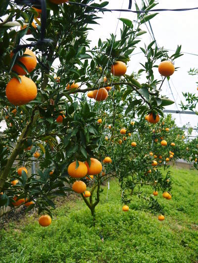 究極の柑橘「せとか」　究極を作る匠の技！「せとか」はこうして育てられました！_a0254656_17512818.jpg