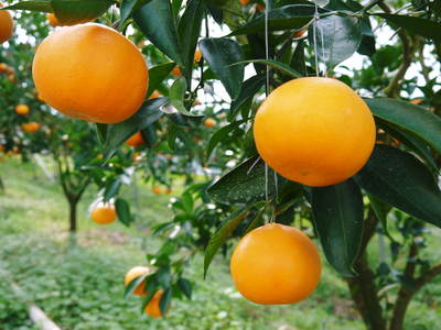 究極の柑橘「せとか」　究極を作る匠の技！「せとか」はこうして育てられました！_a0254656_191005.jpg