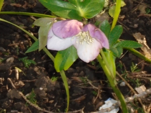 e0010856_80311.jpg