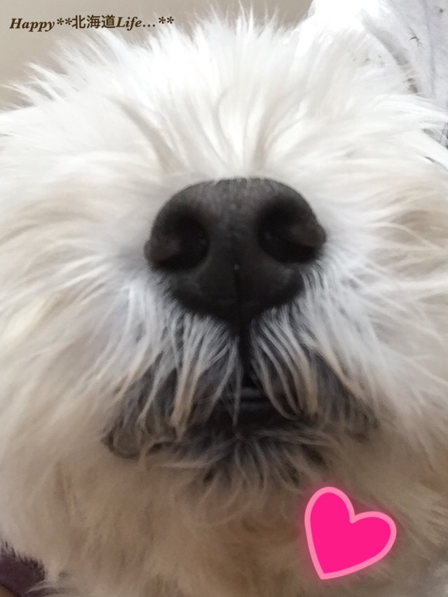 a0337860_20043740.jpeg