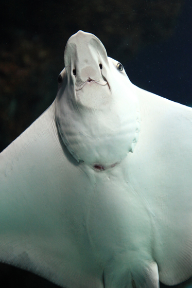 1/26　サンシャイン水族館-5_c0169275_15154758.jpg