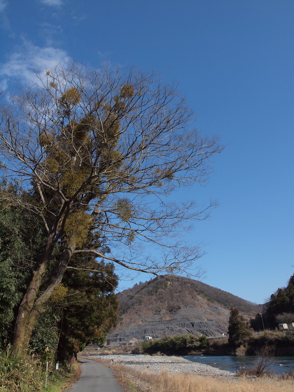 寄生木 ヤドリギ と鳥と根尾川の風景 自然風の自然風だより