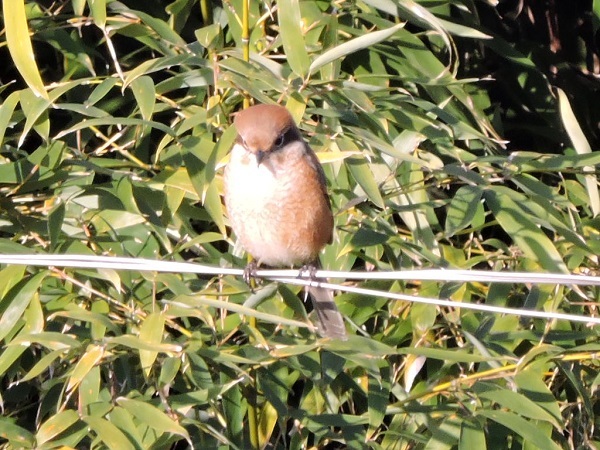 日笠山公園の野鳥_a0338484_16332453.jpg