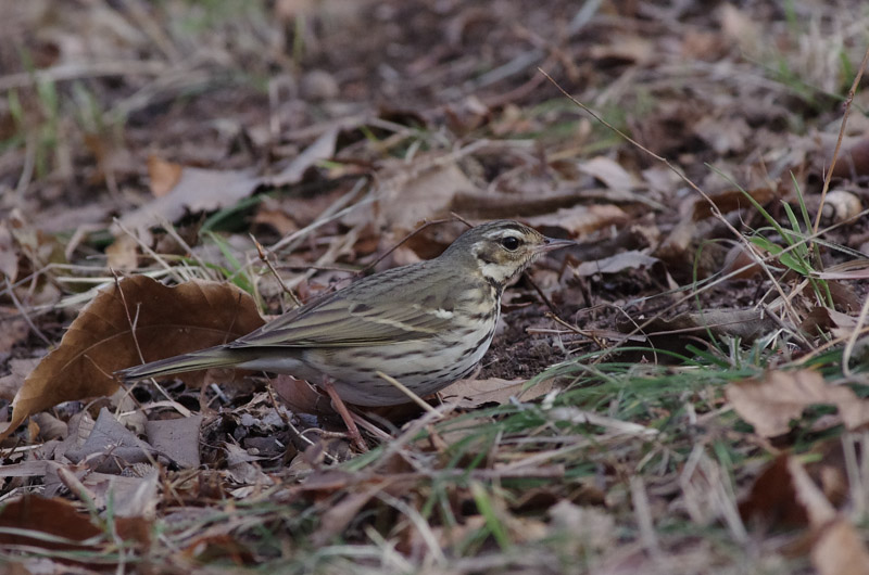 1月の鳥さん_a0338085_21314677.jpg