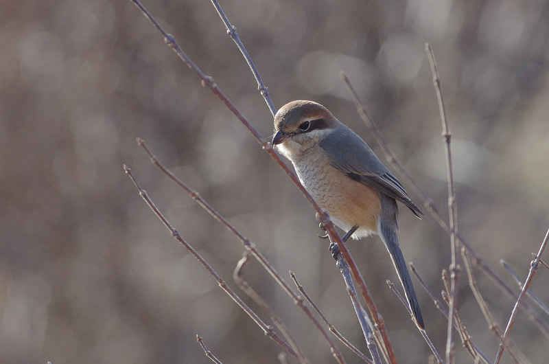 1月の鳥さん_a0338085_21535091.jpg