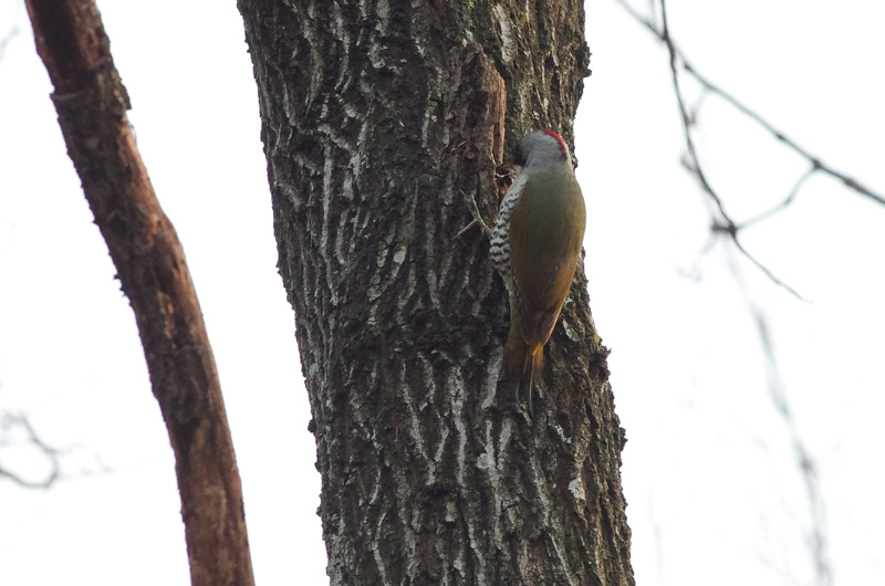 1月の鳥さん_a0338085_21594181.jpg