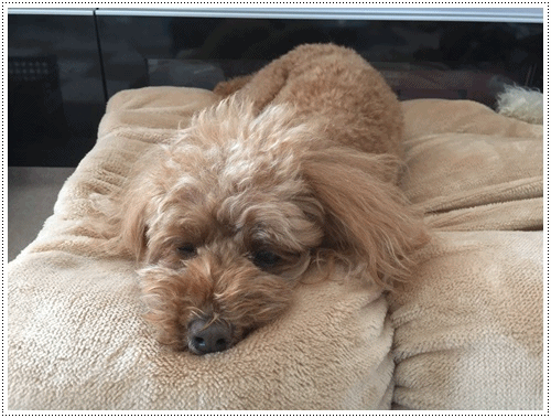 b0175688_20234330.gif