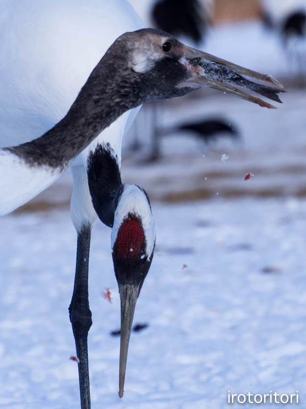 オサカナタイム　　（タンチョウ）　　2016/01/30_d0146592_0134542.jpg