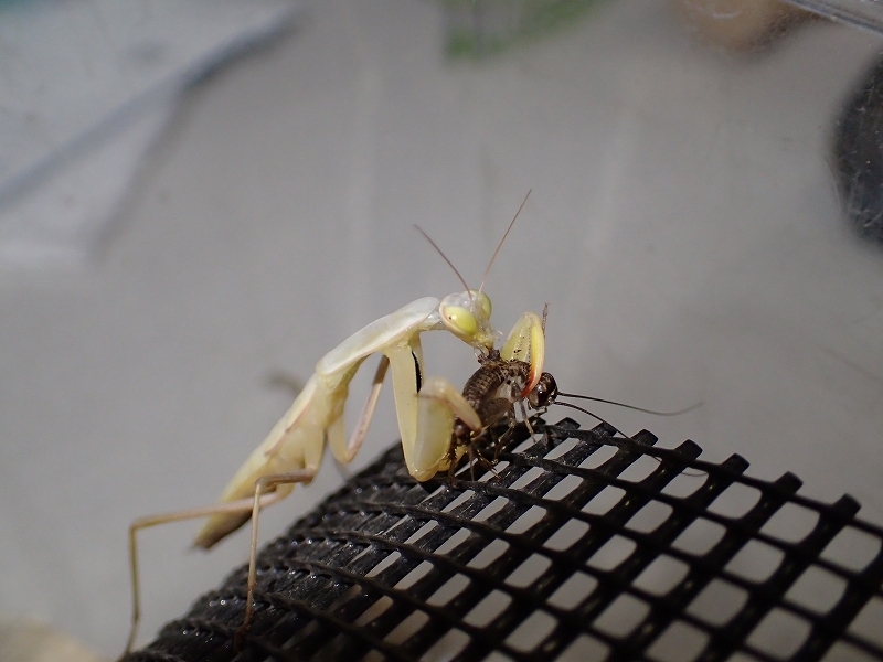 ウスバカマキリ飼育_e0250495_18020417.jpg