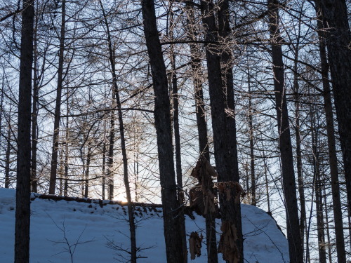 1年で最も寒いこの時期・・カンタベリーの木々も霧氷に!_f0276498_12433446.jpg