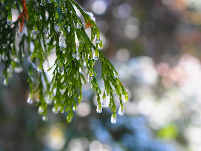 雨氷と善五郎の滝_b0213806_21563694.jpg